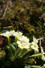 Yellow Primrose flowers in the sunlight in the garden. Primula vulgaris 