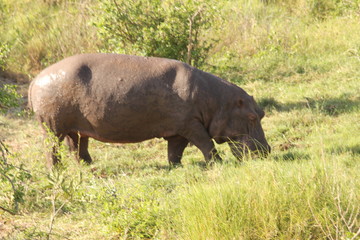 Fototapeta premium Hippopotamus on Grassland Near View