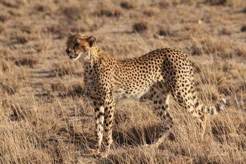 Hunting Cheetah looking left Near View