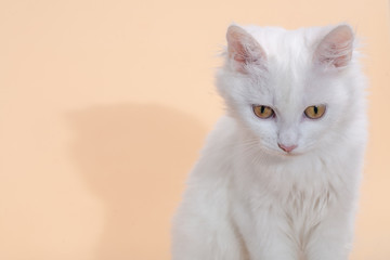 White cat with different eyes lying on a chair