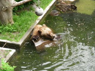 Kodiak Bear Biting Wood in Water Far View
