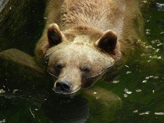 Kodiak Bear Biting Wood in Water