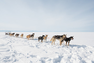 Fototapeta na wymiar Siberian Husky sled dogs, Lake Baikal, Siberia, Russia