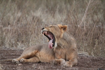 Lioness in African Forest Yawning