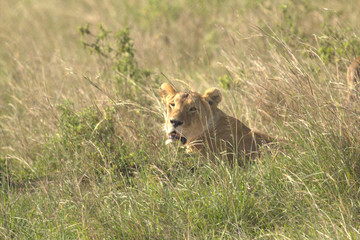 Lioness Resting among Green Grass