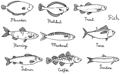 Types of fish, hand drawn vector illustration: sardine, codfish, mackerel, herring, halibut, flounder, trout, tuna, salmon