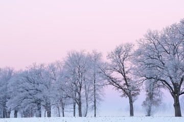 Hoarfrost encases a forest of bare trees in fog on a frigid winter morning at dawn, Michigan, USA