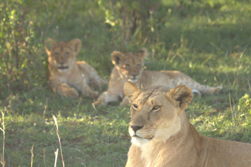 Fototapeta na wymiar Lioness with Cubs Close View