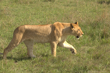 Lioness Walking Slowly on Grassland