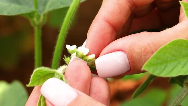Agriculture - Close-up image of female hand on soy flower, small soy flower, close on soy flower, small soy in formation - Agribusiness