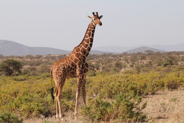 Lone Giraffe Watching on a Hill