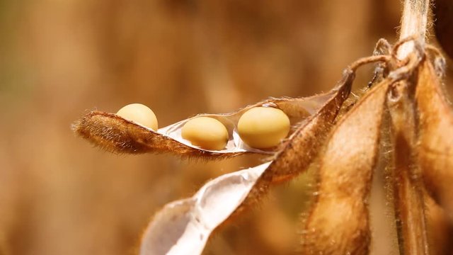 Agriculture, macro mature soybean pod, soybean in the pod, ready for harvest - agribusiness