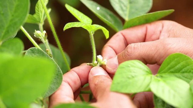 Agriculture - Close-up image of male hand on soy flower, small soy flower, close on soy flower, small soy in formation - Agribusiness