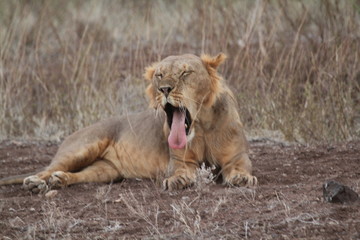 Resting Lion with Mouth Wide Open