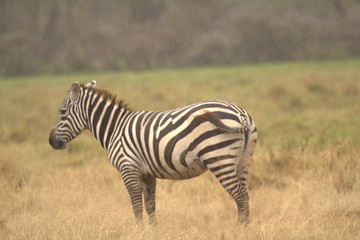 Fototapeta na wymiar Standing Zebra on Dry Grassland