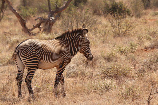 Standing Zebra on Dry Grassland Side Pose