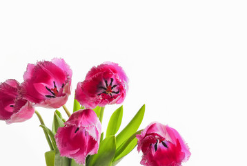 Tulips on a white background, bouquet, isolated. Spring floral background. Greeting card concept for a woman.