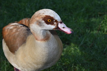 Pato