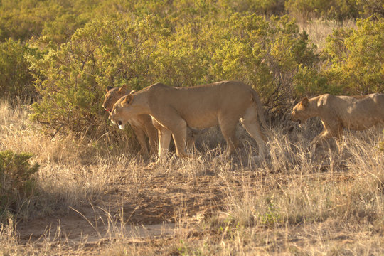 Three Lionesses Waiting for Prey