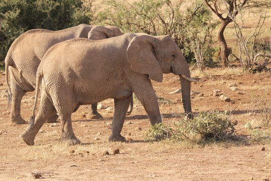 Two African Elephants Searching for Food