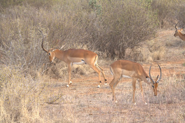 Two Deer with Long Antlers Grazing