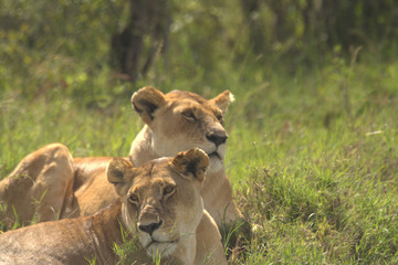 Two Lionesses on a Sunny Day