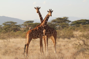 Two Standing Giraffes Neck to Neck