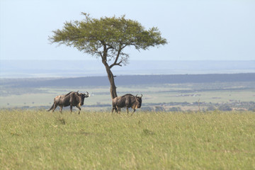 Wildebeest Under a Tree Far View