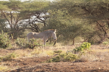 Fototapeta na wymiar Zebra Standing among Trees in Kenya