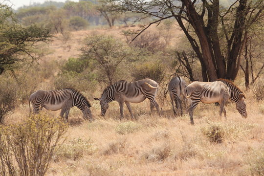 Zebra Family Grazing Under a Tree