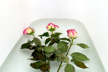 Bouquet of slightly faded roses is placed in the bath to revive the flowers