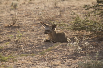 Animal Sitting on Dry Land