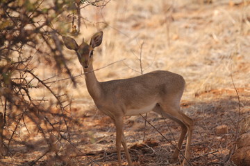 Baby Deer Posing Near View