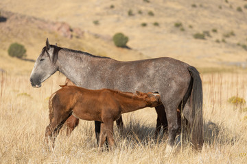 Wild Horses in Fall in the Utah Desert