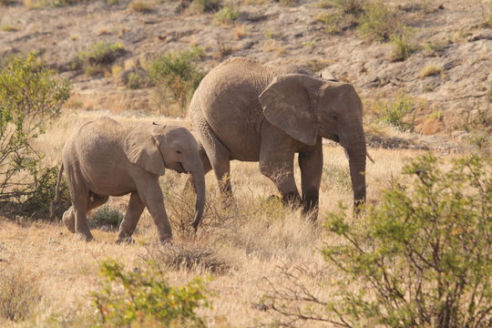 Baby and Mother Elephants Grazing