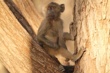 Baby Monkey Sitting and Scratching