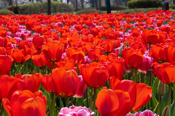 field of red tulips