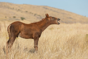 Wild Horse in Fall in the Utah Desert