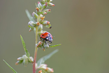 Coccinella septempunctata, the seven-spot ladybird is the most common ladybird in Europe.