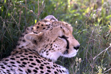 Cheetah lying on Grass Close View