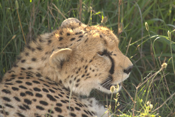 Cheetah lying on Grass Seeing Right