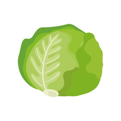 fresh lettuce vegetable isolated icon vector illustration design