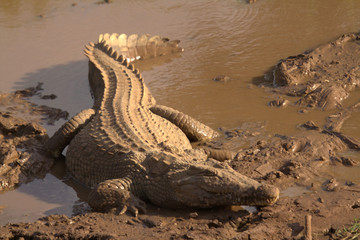 Crocodile in Muddy Water Near View