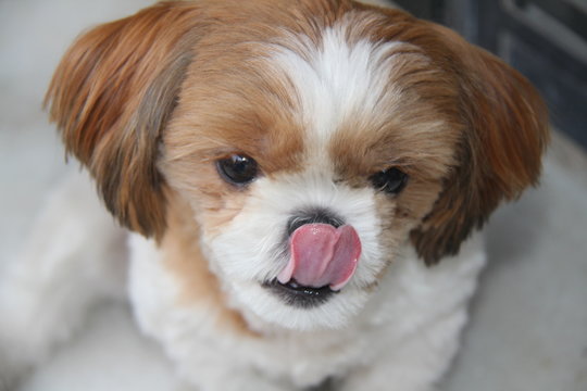Cute Dog Licking His Nose