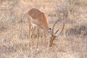 Deer Grazing on Dry Grassland