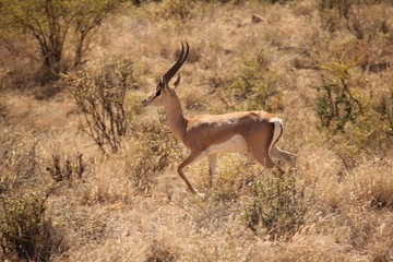 Fototapeta premium Deer with Antlers among Shrubs