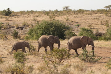 Elephant Family Grazing on Grassland