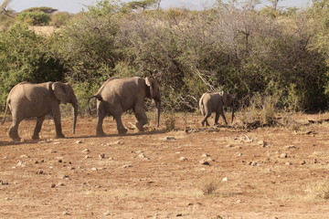 Elephant Family Moving Towards Water