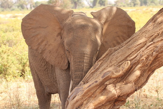 Elephant Calf under Shade of a Tree