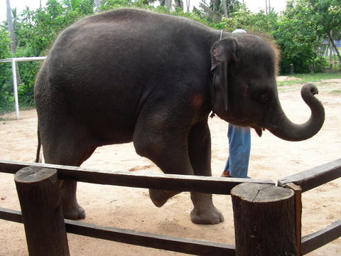 Elephant Standing on Three Legs